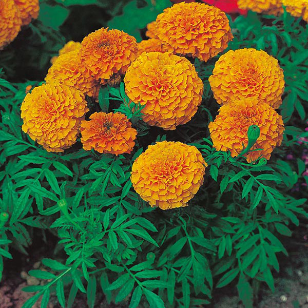 Marigold African Sunspot Series Orange Seeds From Mr Fothergill S Seeds And Plants