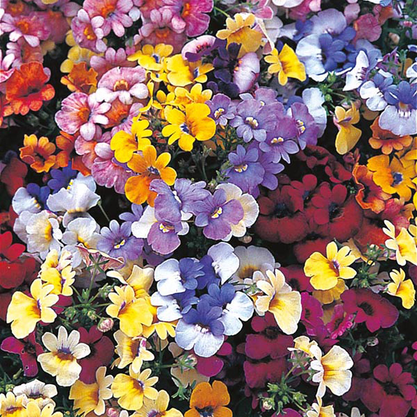 Семена Немезии Купить В Спб