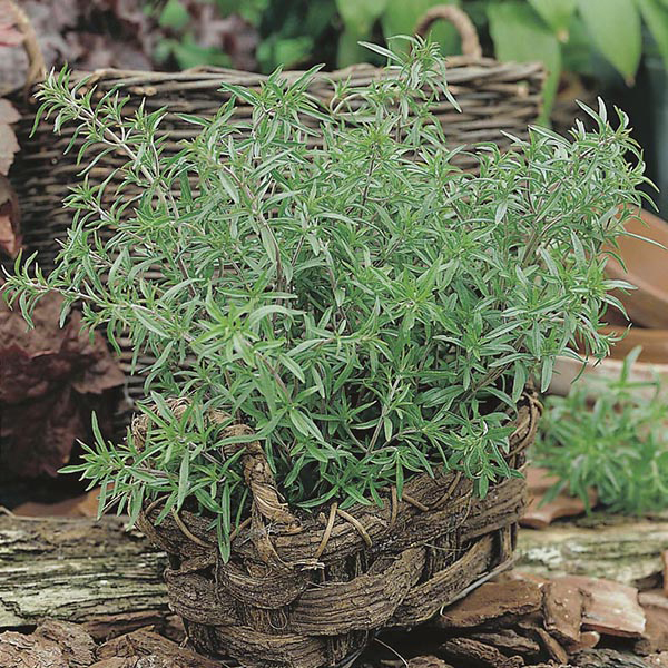 Summer Savoury Seeds From Mr Fothergill S Seeds And Plants