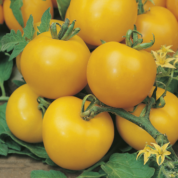 Tomato (Standard) Golden Sunrise Seeds from Mr Fothergill