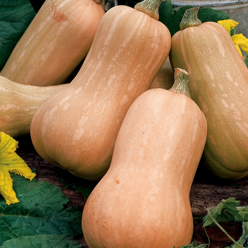 Squash (Winter) Butternut Butterfly F1