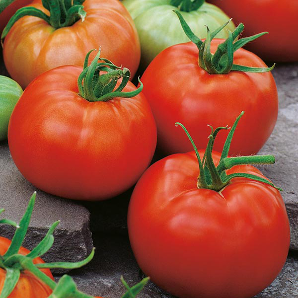 Tomato (Beefsteak) Belle F1 Seeds from Mr Fothergill�s
