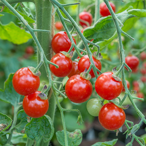 Tomato Sweet Aperitif AGM (Cherry) Veg Plants From Mr