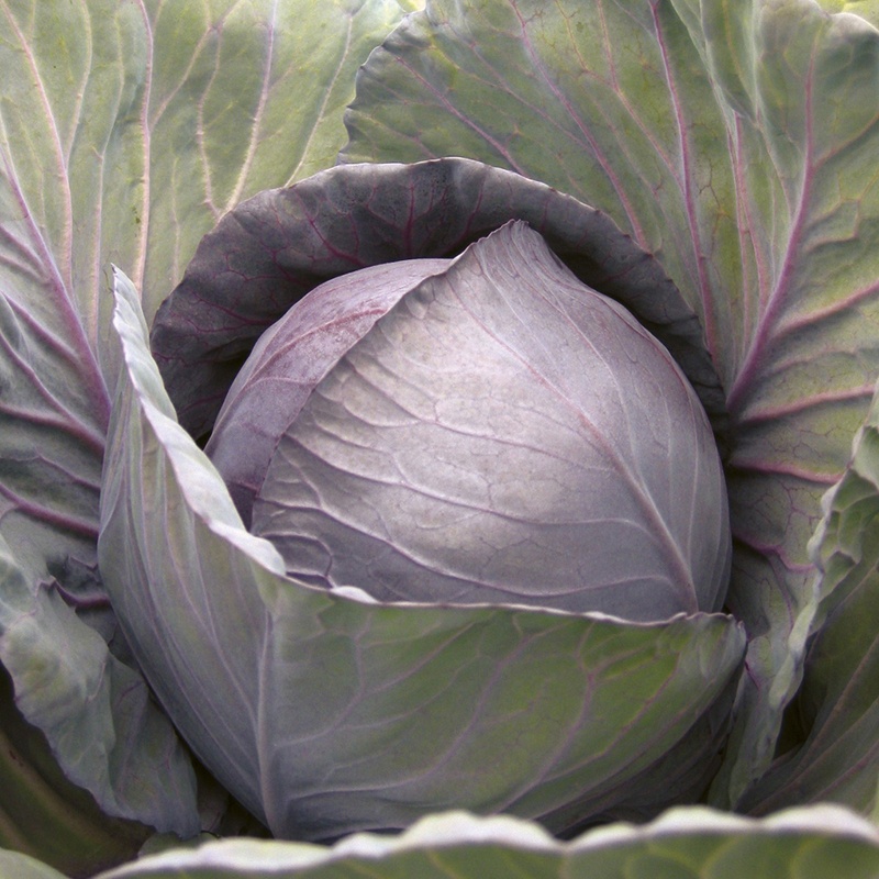 Cabbage (Red) Romanov F1 From Mr Fothergills Seeds and Plants