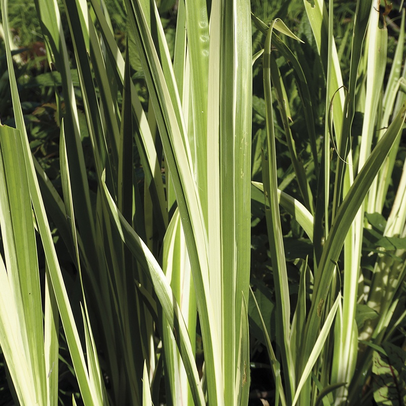 Acorus calamus Variegatus From Mr Fothergill�s Seeds and