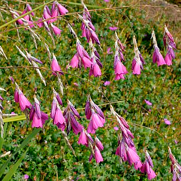 Dierama pulcherrimum from Mr Fothergill's Seeds and Plants
