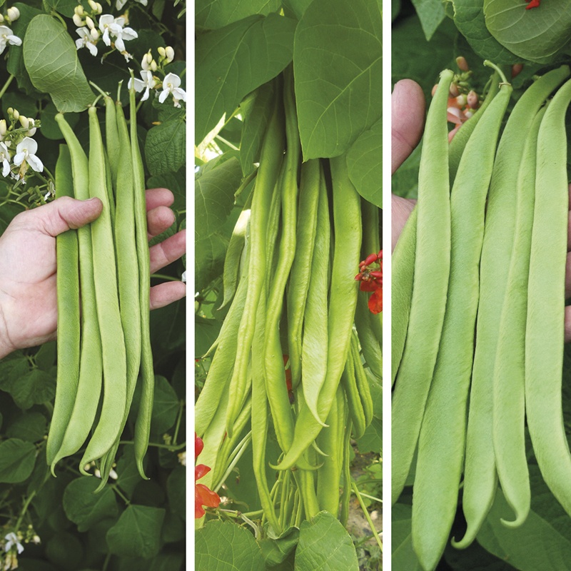 16+ Wonderful Self Pollinating Vegetables Inspiratif Design