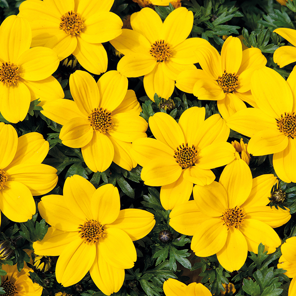 Bidens Plant Collection from Mr Fothergill�s Seeds