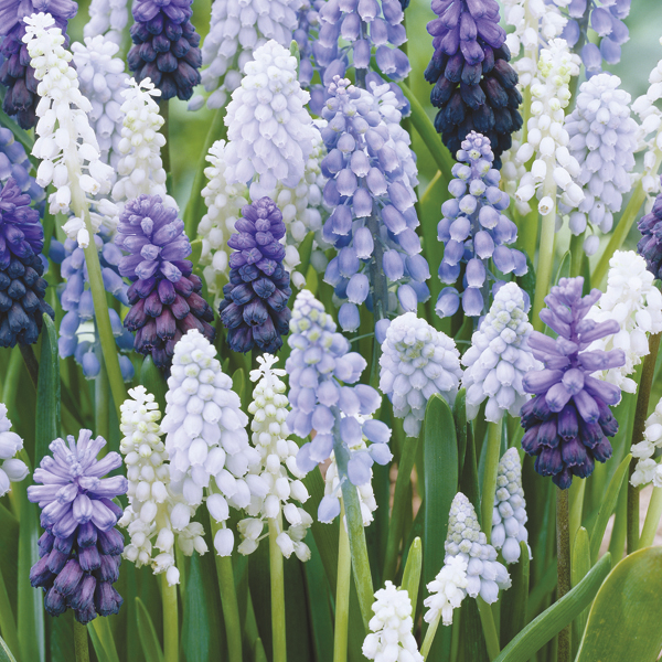 Muscari Mixed Bulbs from Mr Fothergill's Seeds and Plants