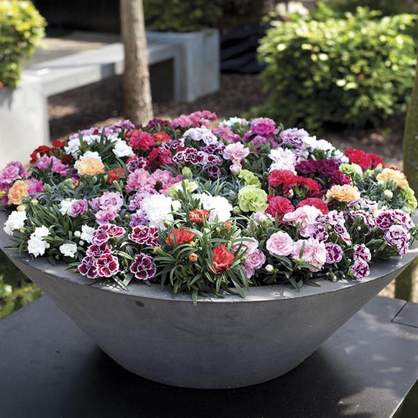 Carnation Sunflor Series (Patio Pot) Collection from Mr Fothergill's ...