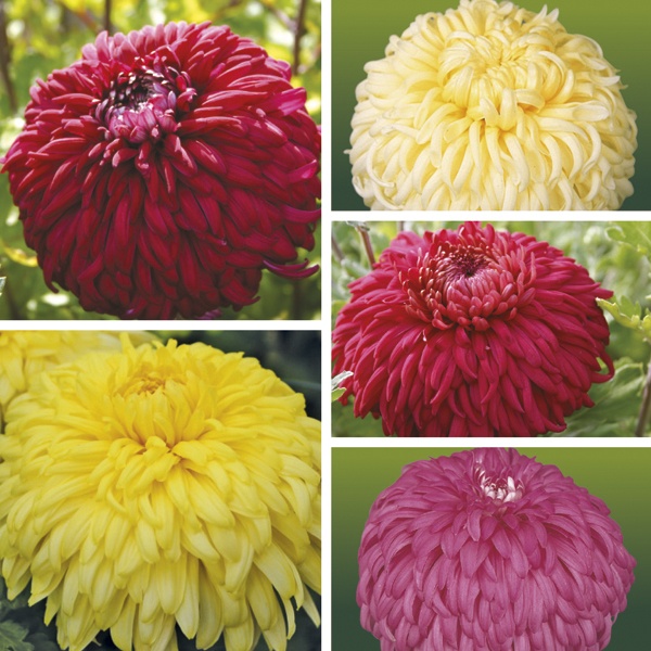 Chrysanthemums Direct Mid Season Reflexed Varieties