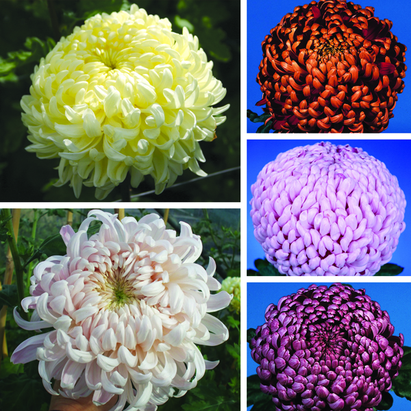 Chrysanthemum Gompie Plant Collection from Mr Fothergill's Seeds and Plants