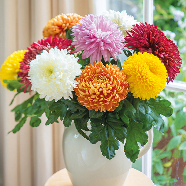 「chrysanthemum flower」の画像検索結果