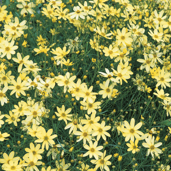 Coreopsis Moonbeam Plants from Mr Fothergill's Seeds and Plants