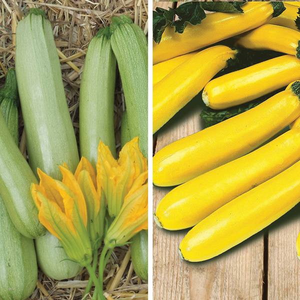 Courgette Plant Collection from Mr Fothergill's Seeds and Plants