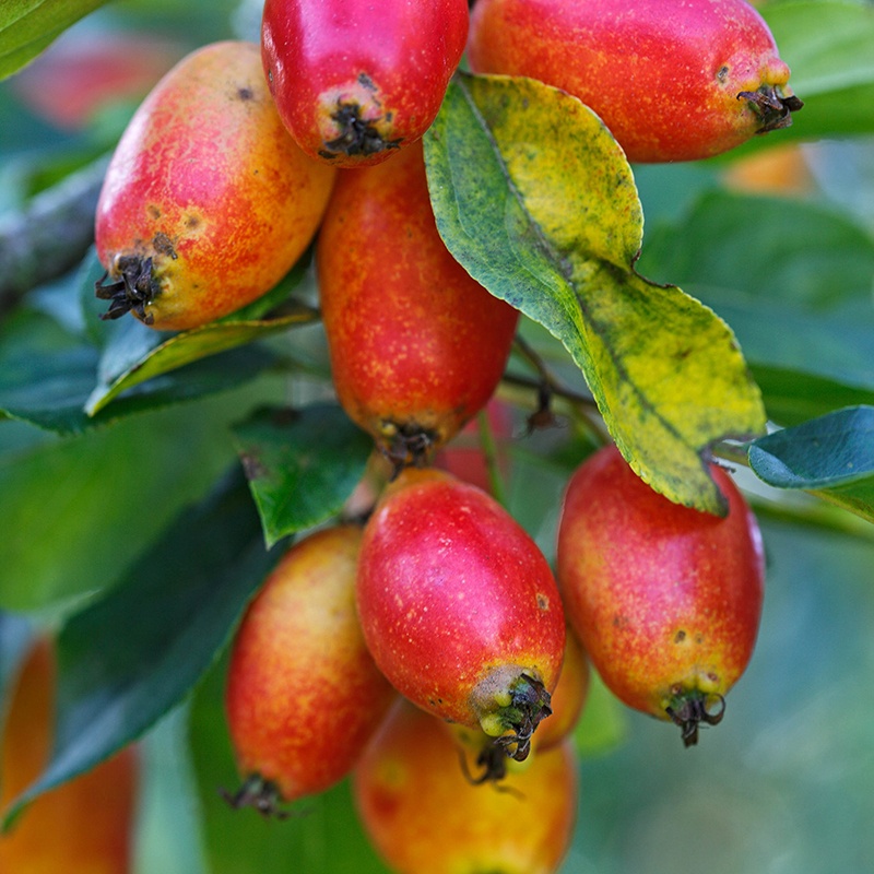 malus john downie apple tree