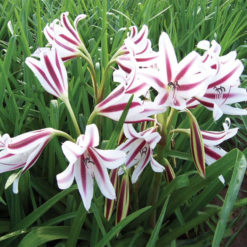 Crinum Cintho Alpha Flower Bulbs From Mr Fothergills Seeds