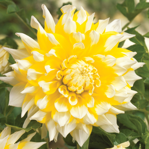 Dahlia Grand Prix Plant from Mr Fothergill's Seeds and Plants