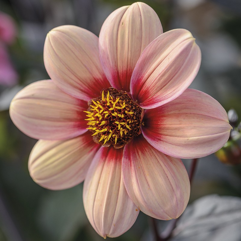 Dahlia Happy Single Kiss Tubers from Mr Fothergill's Seeds and Plants