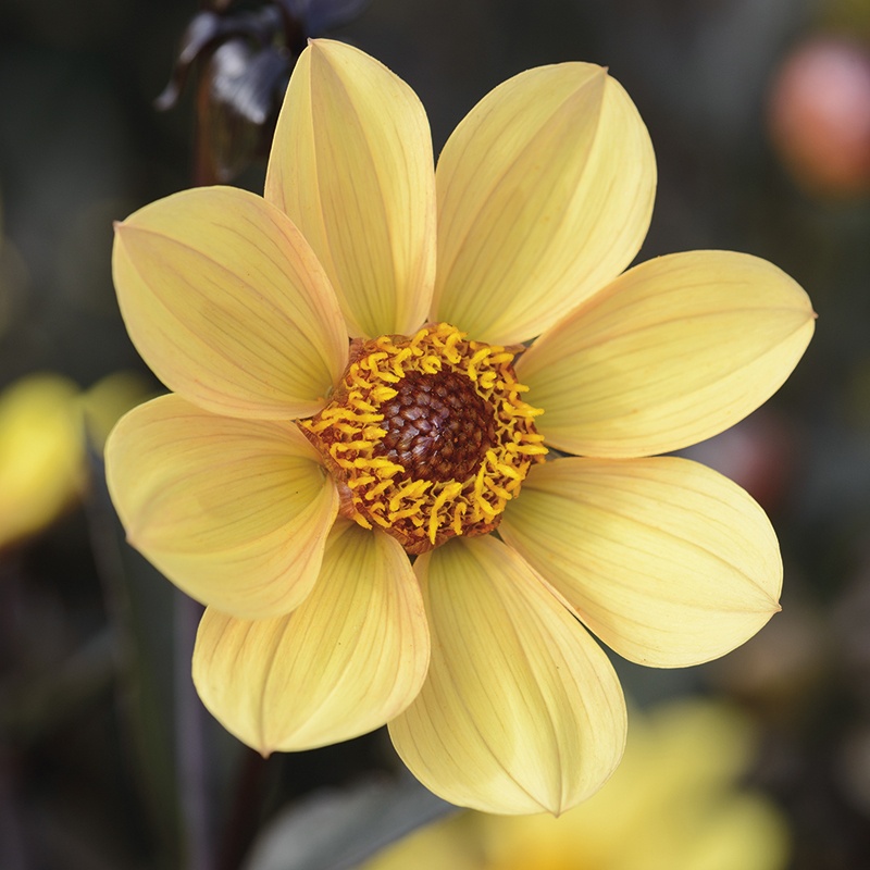 Dahlia Happy Single Party Plant From Mr Fothergills Seeds And Plants