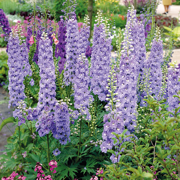 Delphinium Excalibur Light Blue Plants From Mr Fothergills Seeds And 3629