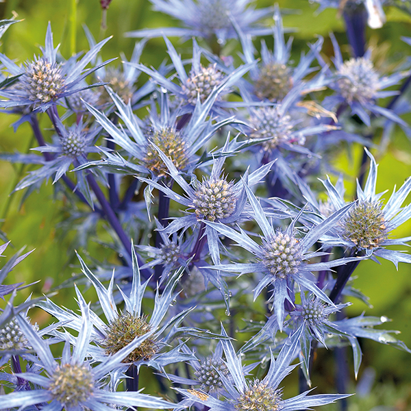 Eryngium Picos Amethyst Plants from Mr Fothergill's Seeds and Plants