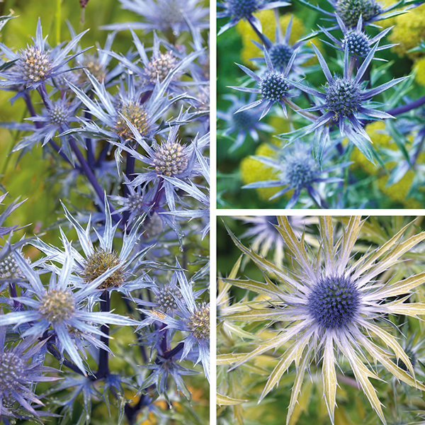Eryngium Plant Collection from Mr Fothergill's Seeds and Plants