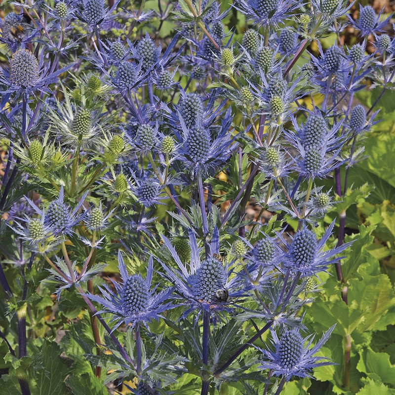 Eryngium Magical Blue Lagoon Plants from Mr Fothergills Seeds and Plants