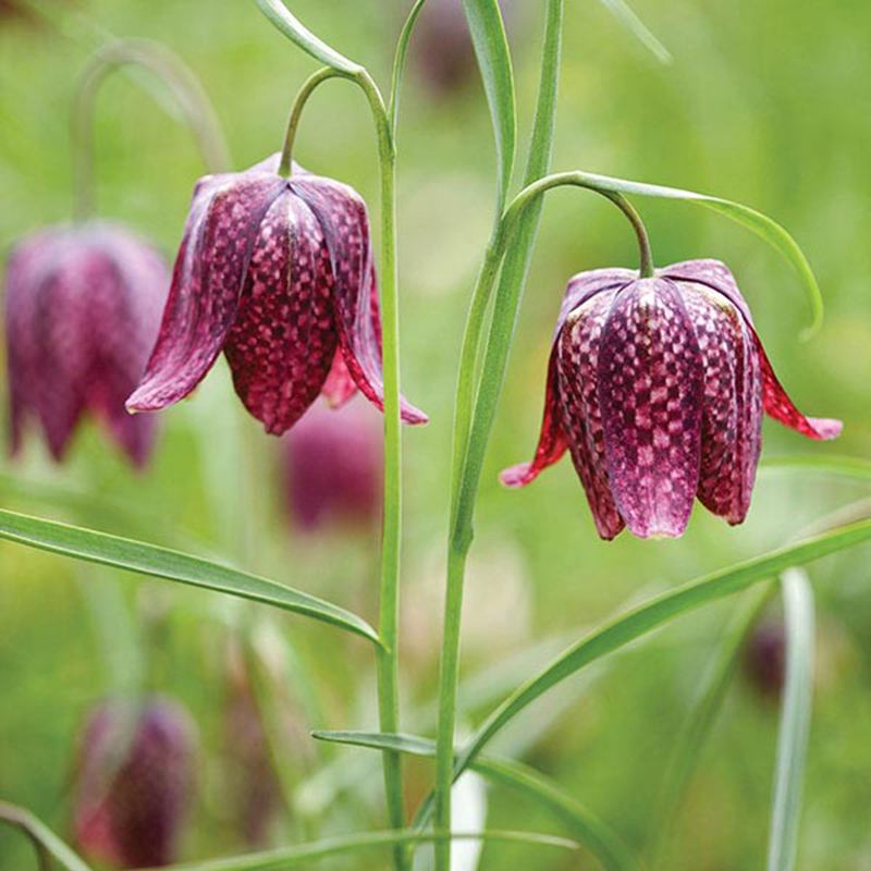 growing fritillaria from seed
