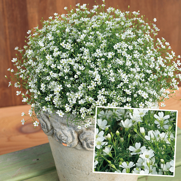 Gypsophila Gypsy White 20 large plug plants from Mr