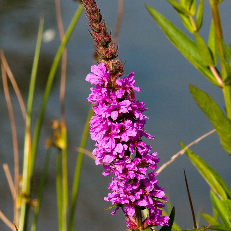 Lythrum salicaria Marginal Plant From Mr Fothergills Seeds