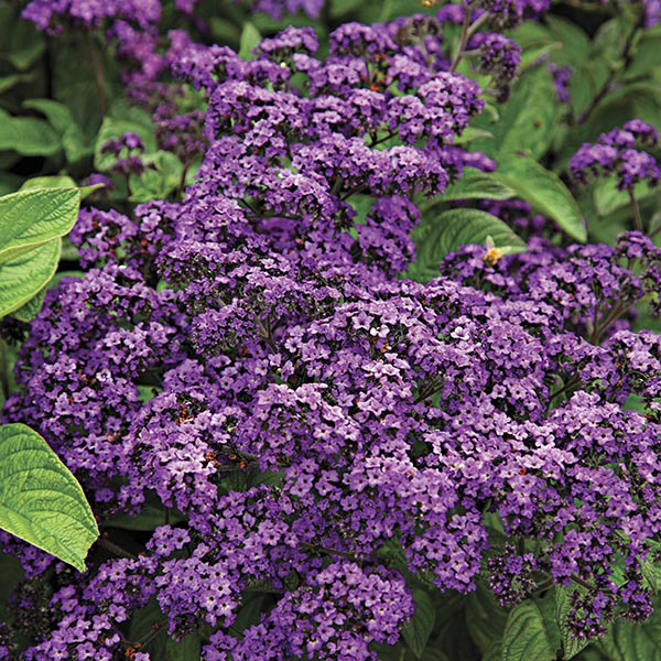 Heliotrope Midnight Sky Flower Plants From Mr Fothergills Seeds and Plants