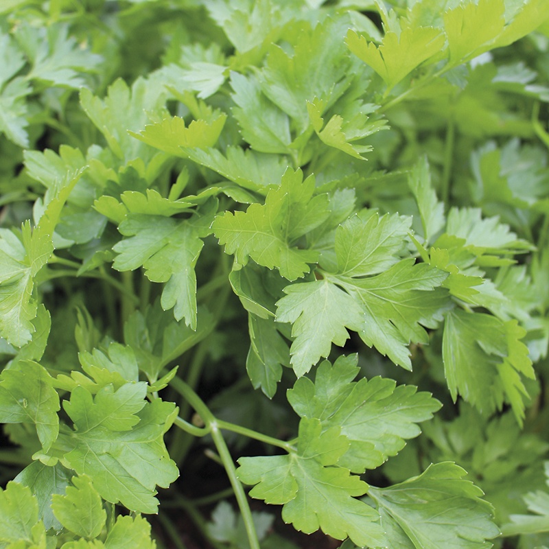 Parsley Italian Giant Herb Plants From Mr Fothergills