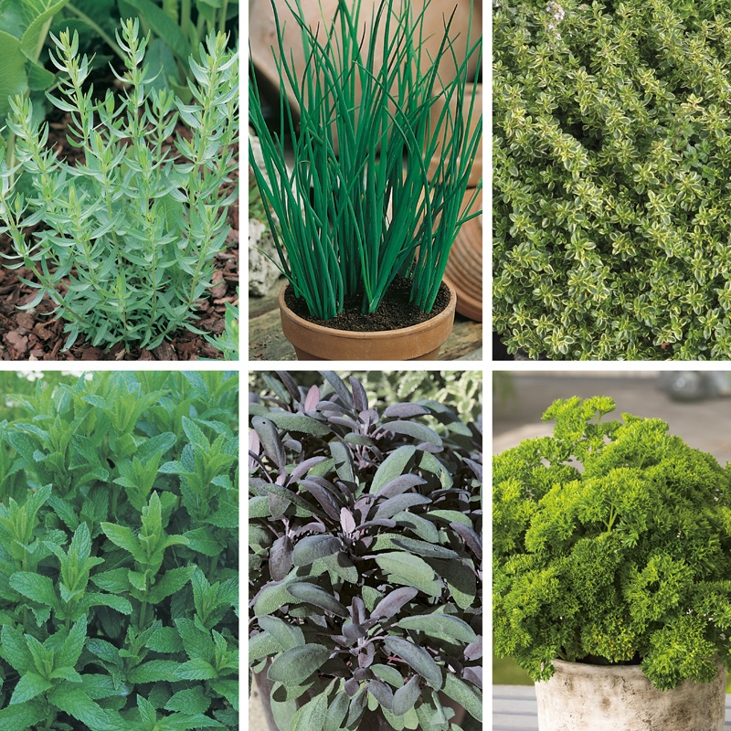 Cooks Essential Kitchen Herb Collection From Mr