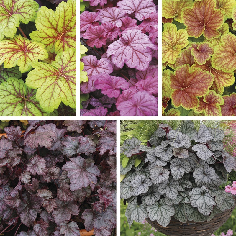 Heuchera Plant Collection from Mr Fothergill's Seeds and Plants