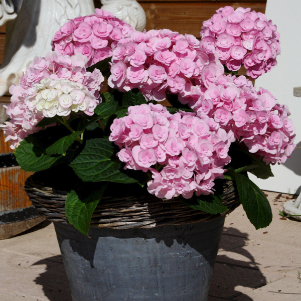 Hydrangea macrophylla Love Plant from Mr Fothergill�s