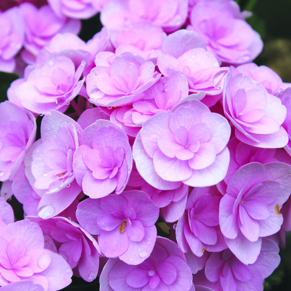 Hydrangea macrophylla Love Plant from Mr Fothergill's Seeds and Plants