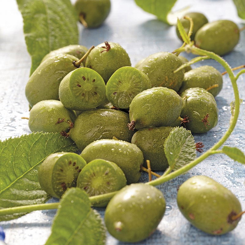 Kiwiberry from Mr Fothergills Seeds and Plants