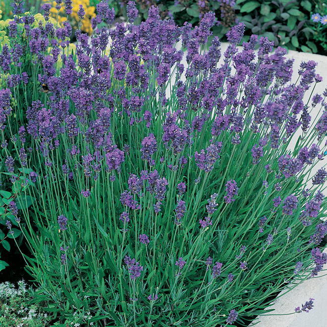 Lavender Munstead Plants from Mr Fothergill's Seeds and Plants