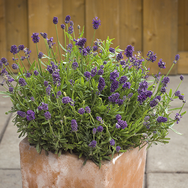 Lavender Mini Blue Plants from Mr Fothergill�s
