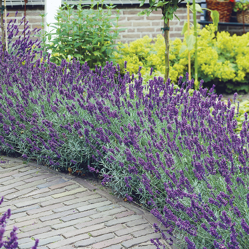 Lavender Hidcote Plants From Mr Fothergills Seeds and Plants