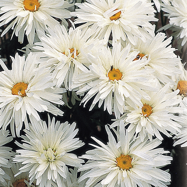 Leucanthemum Crazy Daisy Plants from Mr Fothergill's