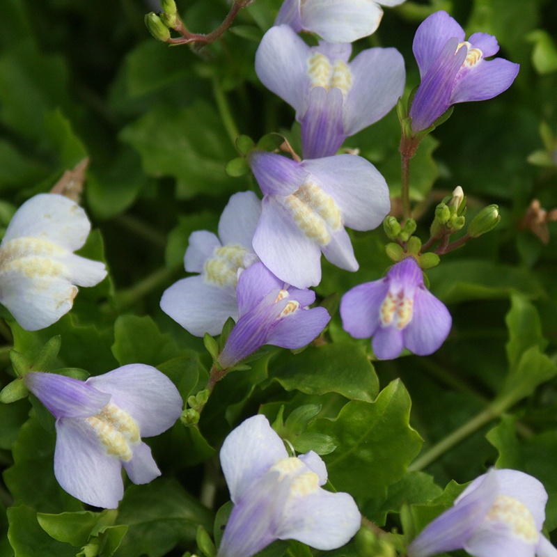 Mazus reptans Chinese marshflower From Mr Fothergill�s
