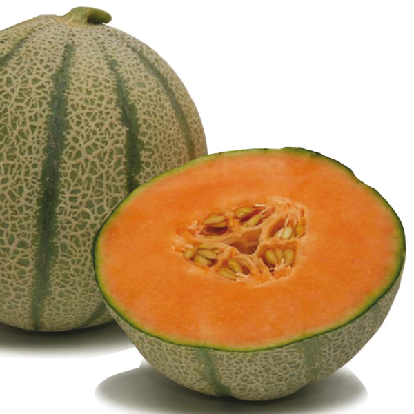 melon diva f1 plants from mr fothergill s seeds and plants