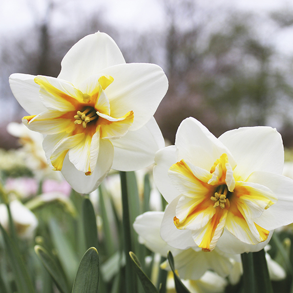 daffodil broadway starì ëí ì´ë¯¸ì§ ê²ìê²°ê³¼