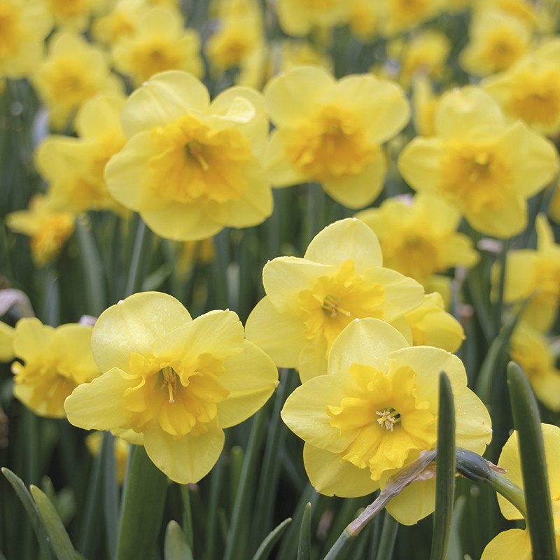 Narcissus Curly bulbs from Mr Fothergill�s Seeds and Plants