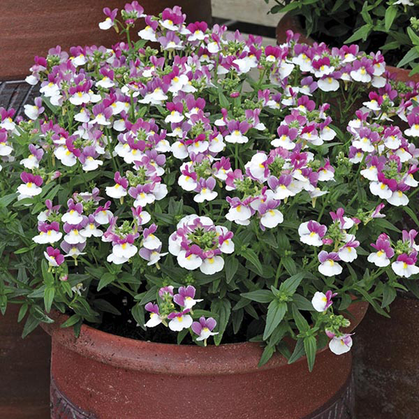 Nemesia Berry White Plants from Mr Fothergill�s Seeds and
