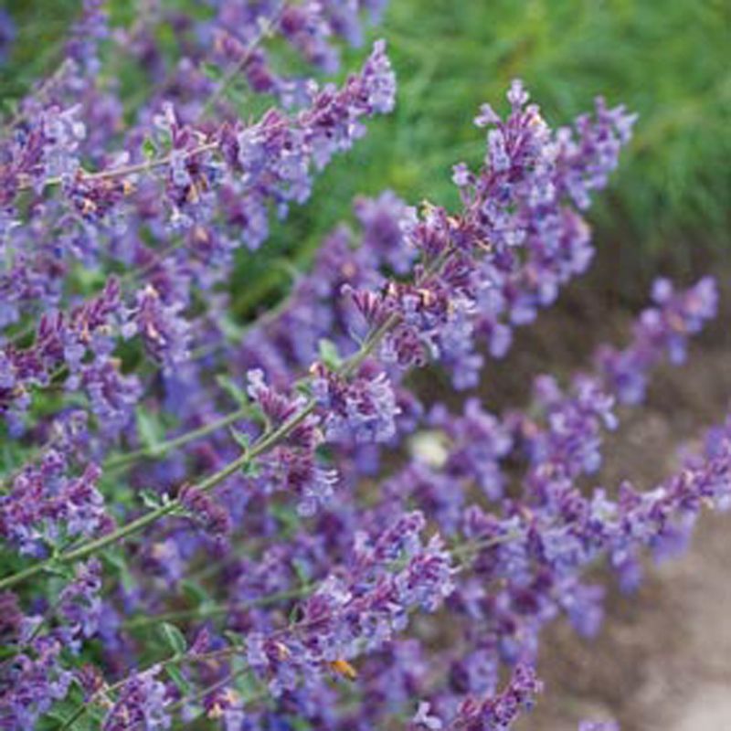 Nepeta Walker's Low From Mr Fothergills Seeds and Plants
