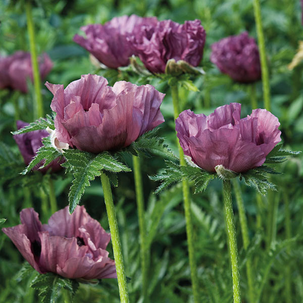 Papaver Patty's Plum Plant from Mr Fothergill's Seeds and Plants