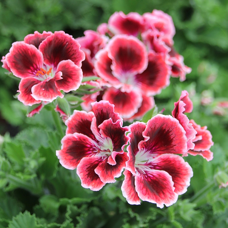 Pelargonium Elegance Adele plants from Mr Fothergills